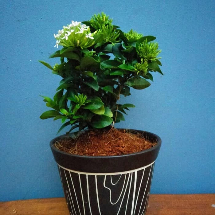 Ixora "White Flower" 20 - 30cm