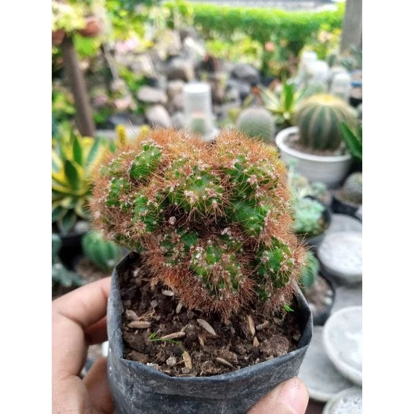 Cereus Repandus medium size