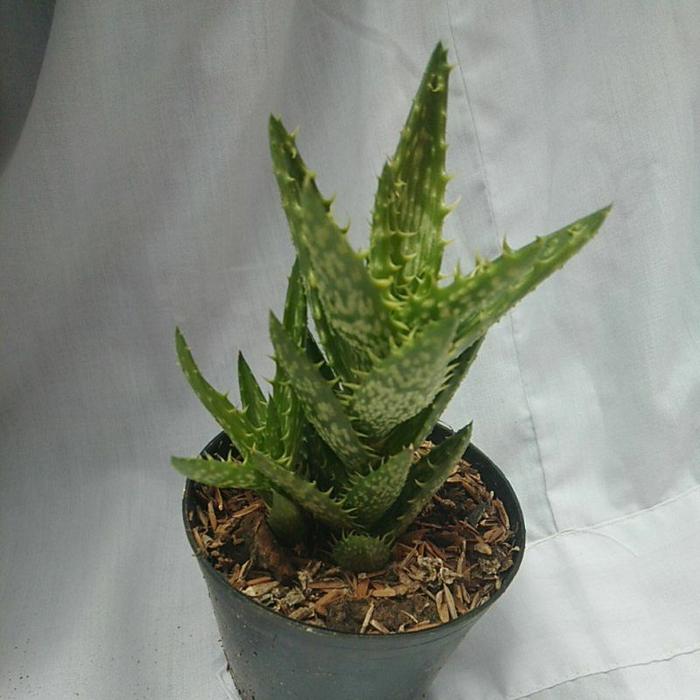 Aloe Tiger Tooth medium size
