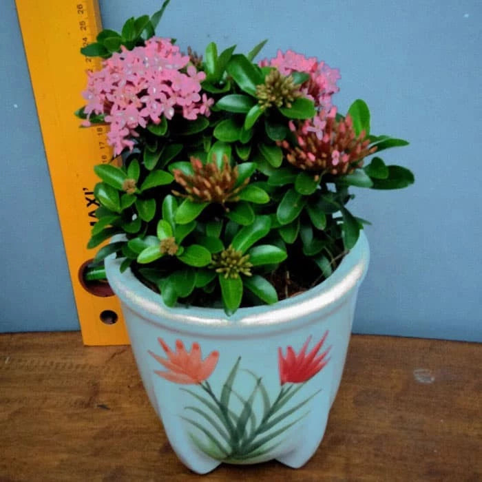 Ixora "Pink Flower" 20 - 30cm