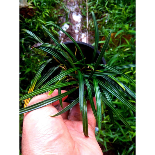 Aridarium Narrow Leaf 2-3 Leaves