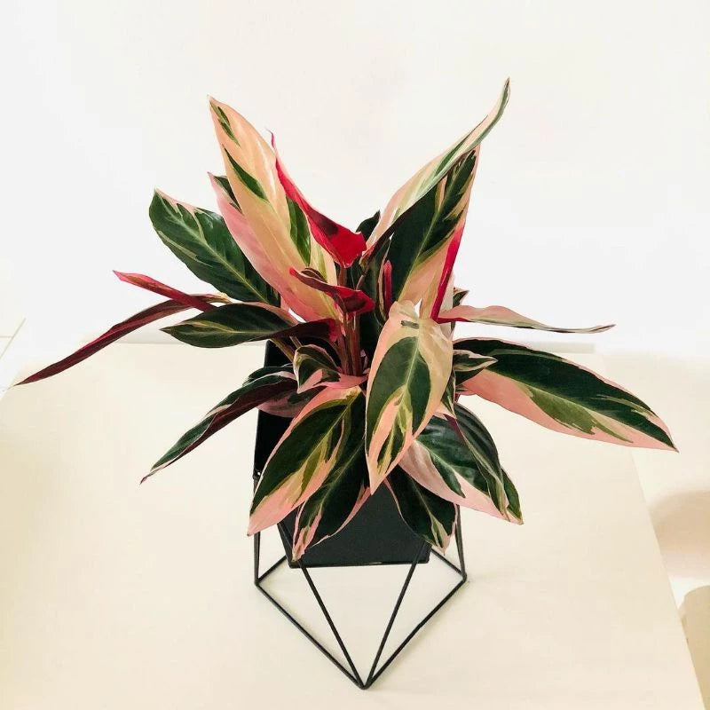 Calathea Triostar 2-3 Leaves