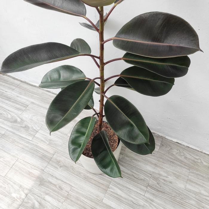 Ficus Elastica 20 - 30cm