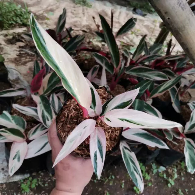 Calathea Triostar 2-3 Leaves
