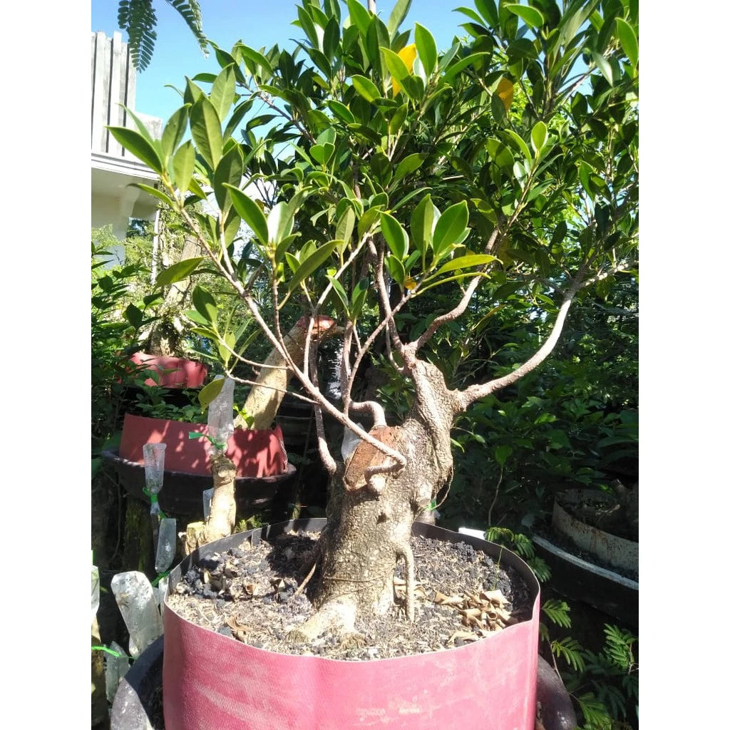 Ficus Microcarpa 20 - 30cm