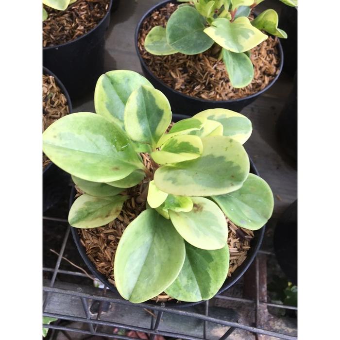 Pepperomia Obtusifolia Variegata - 4 leaves