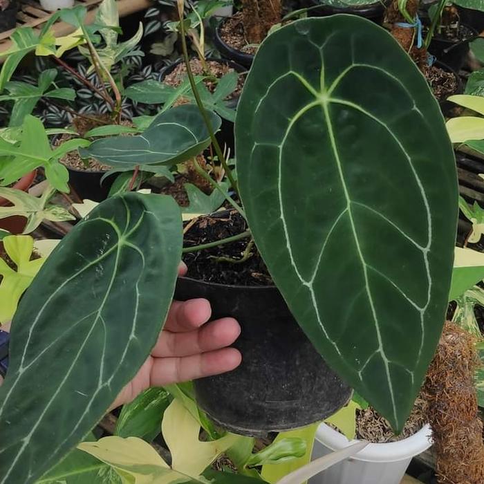 Anthurium Forgetii 2 - 4 leaves