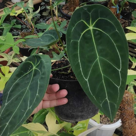 Anthurium Forgetii 2 - 4 leaves