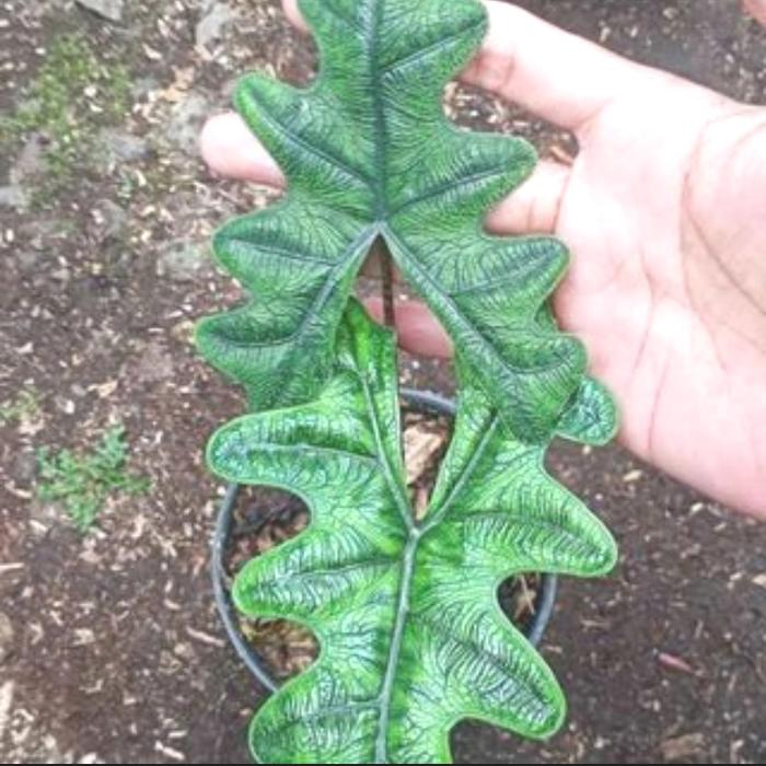 Alocasia Jacklyn 2-3 Leaves