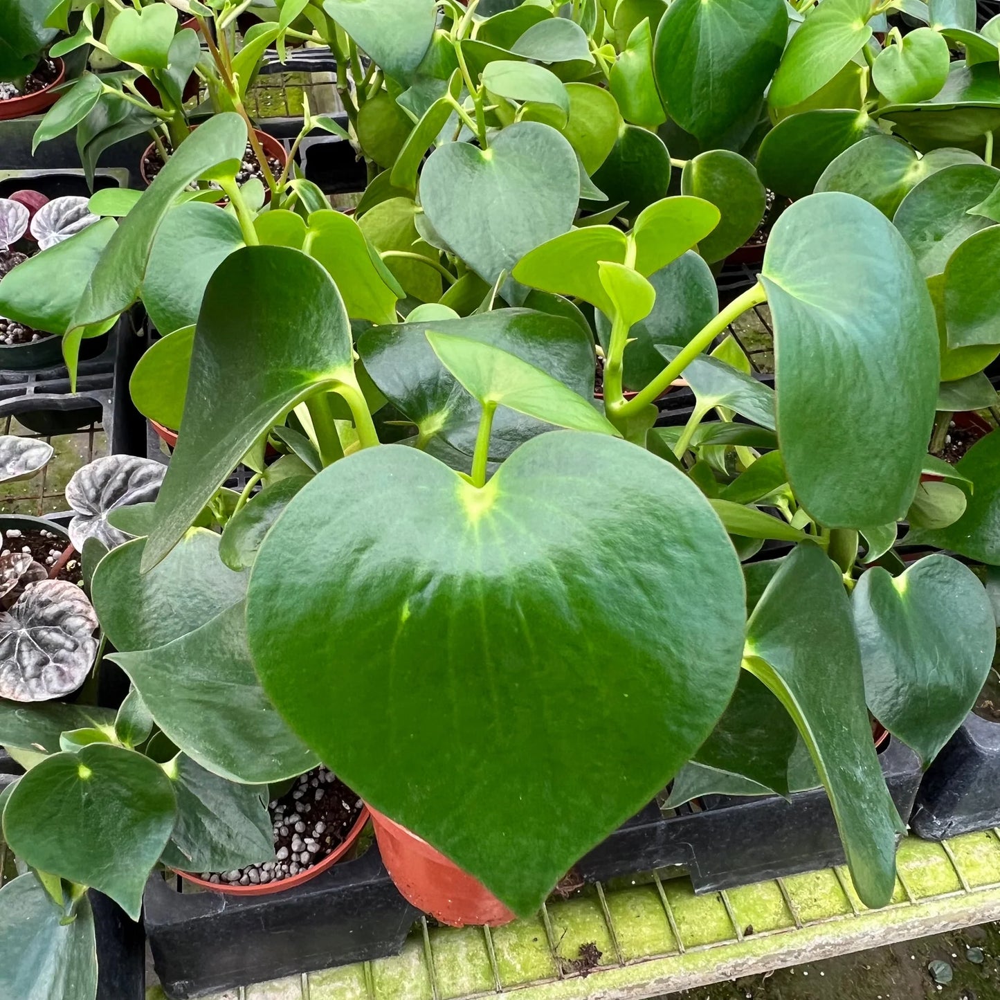 Pepperomia Arifolia 2-3 Leaves