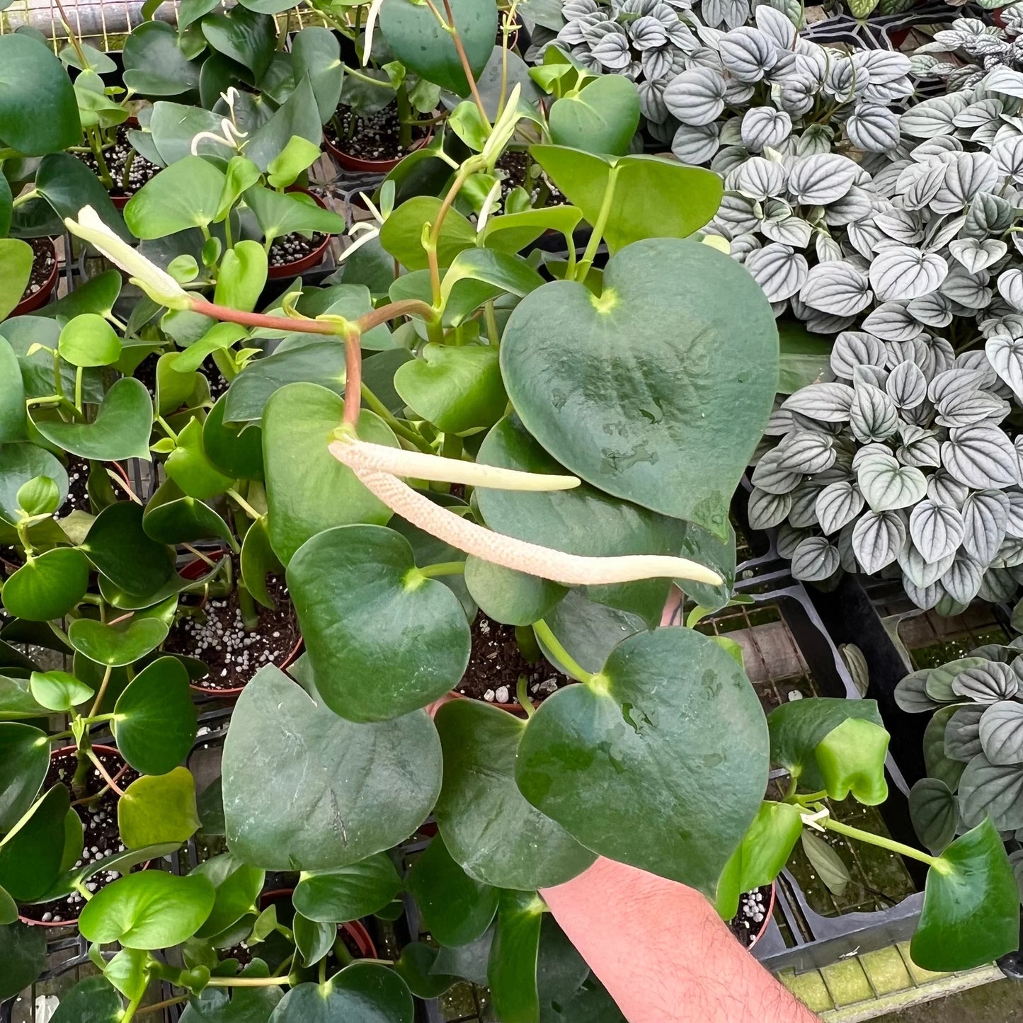 Pepperomia Arifolia 2-3 Leaves
