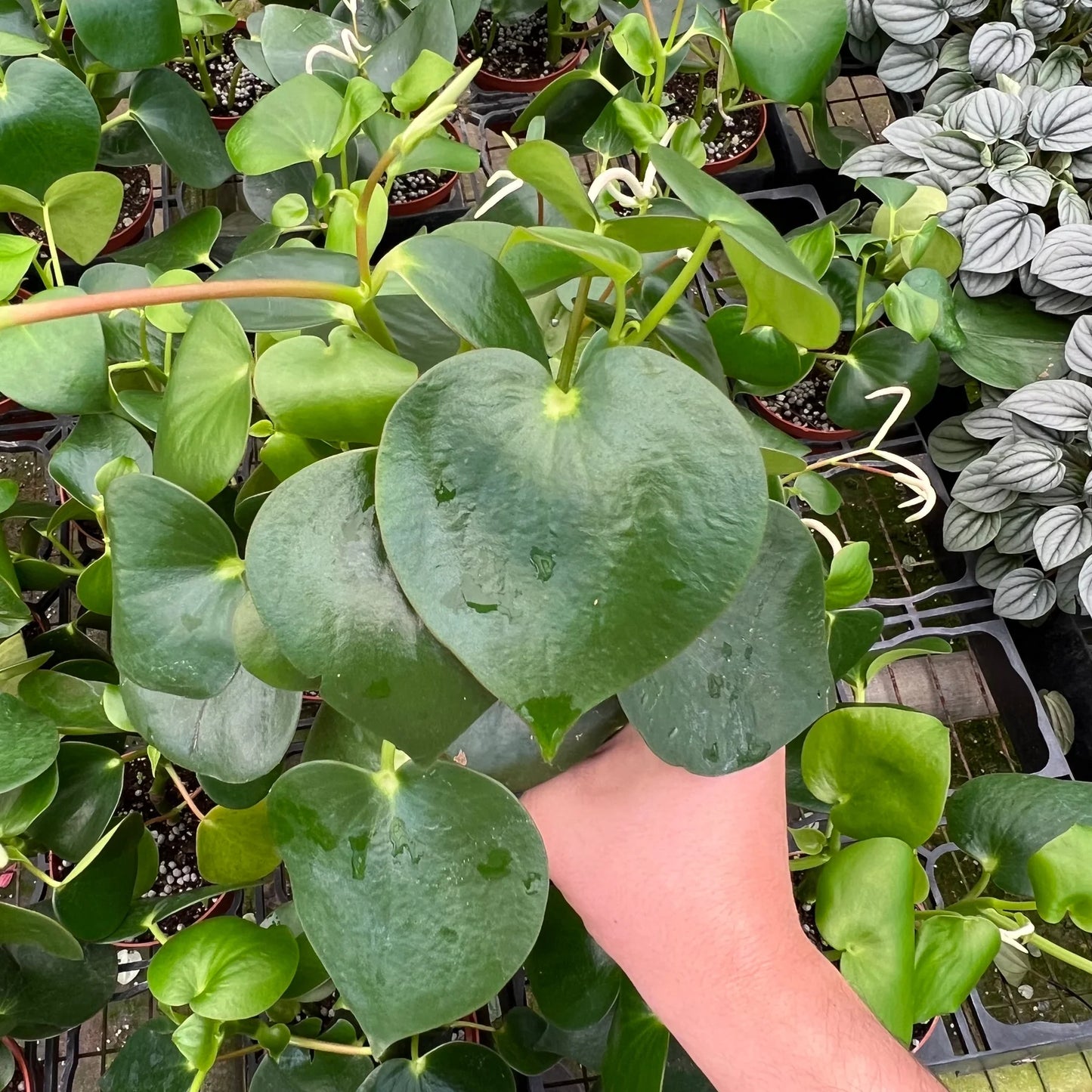 Pepperomia Arifolia 2-3 Leaves