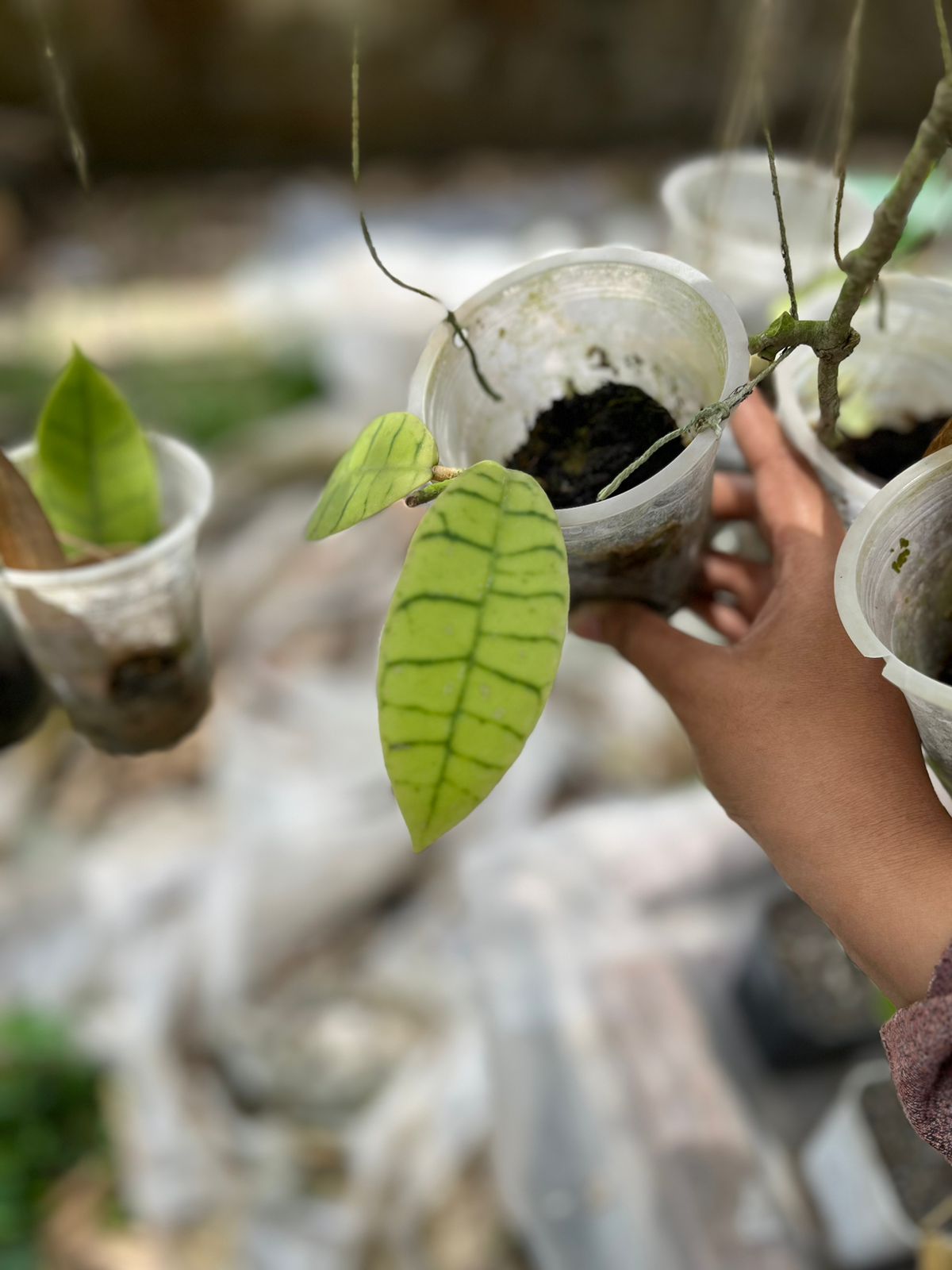 Hoya Gunung Gading 2-3 Leaves