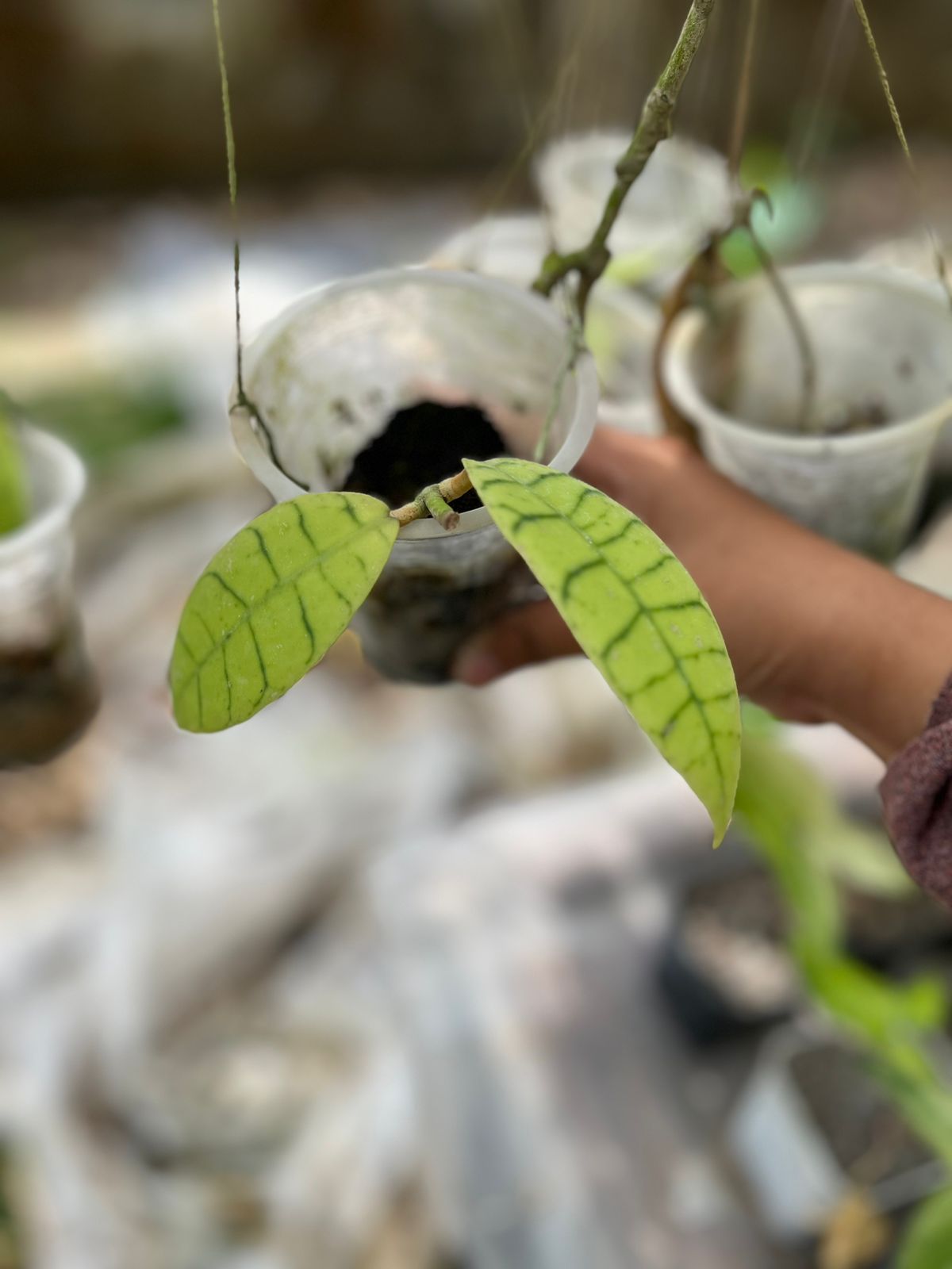 Hoya Gunung Gading 2-3 Leaves