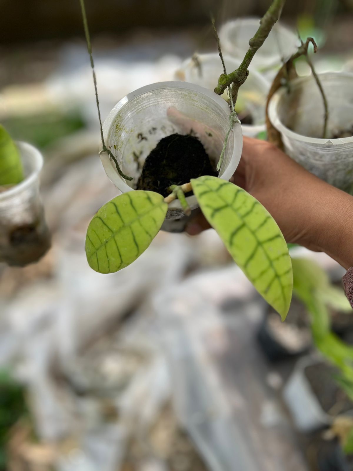 Hoya Gunung Gading 2-3 Leaves
