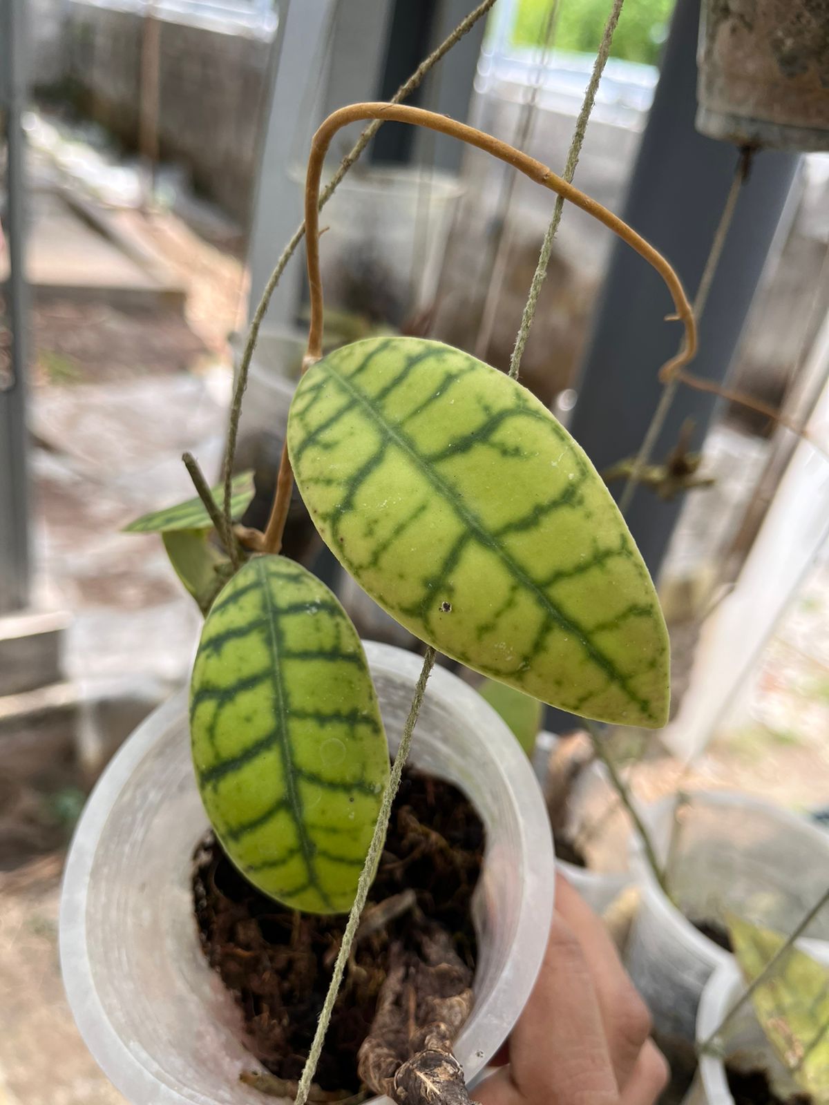 Hoya Gunung Gading 2-3 Leaves