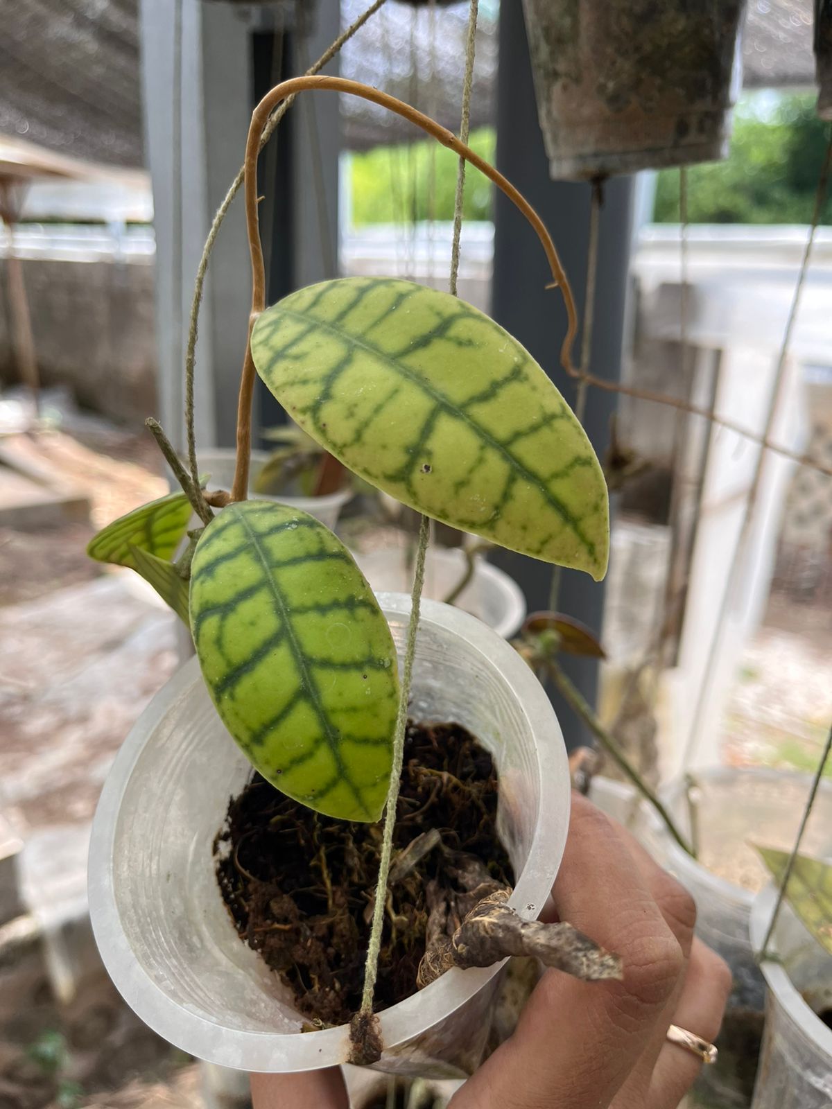 Hoya Gunung Gading 2-3 Leaves