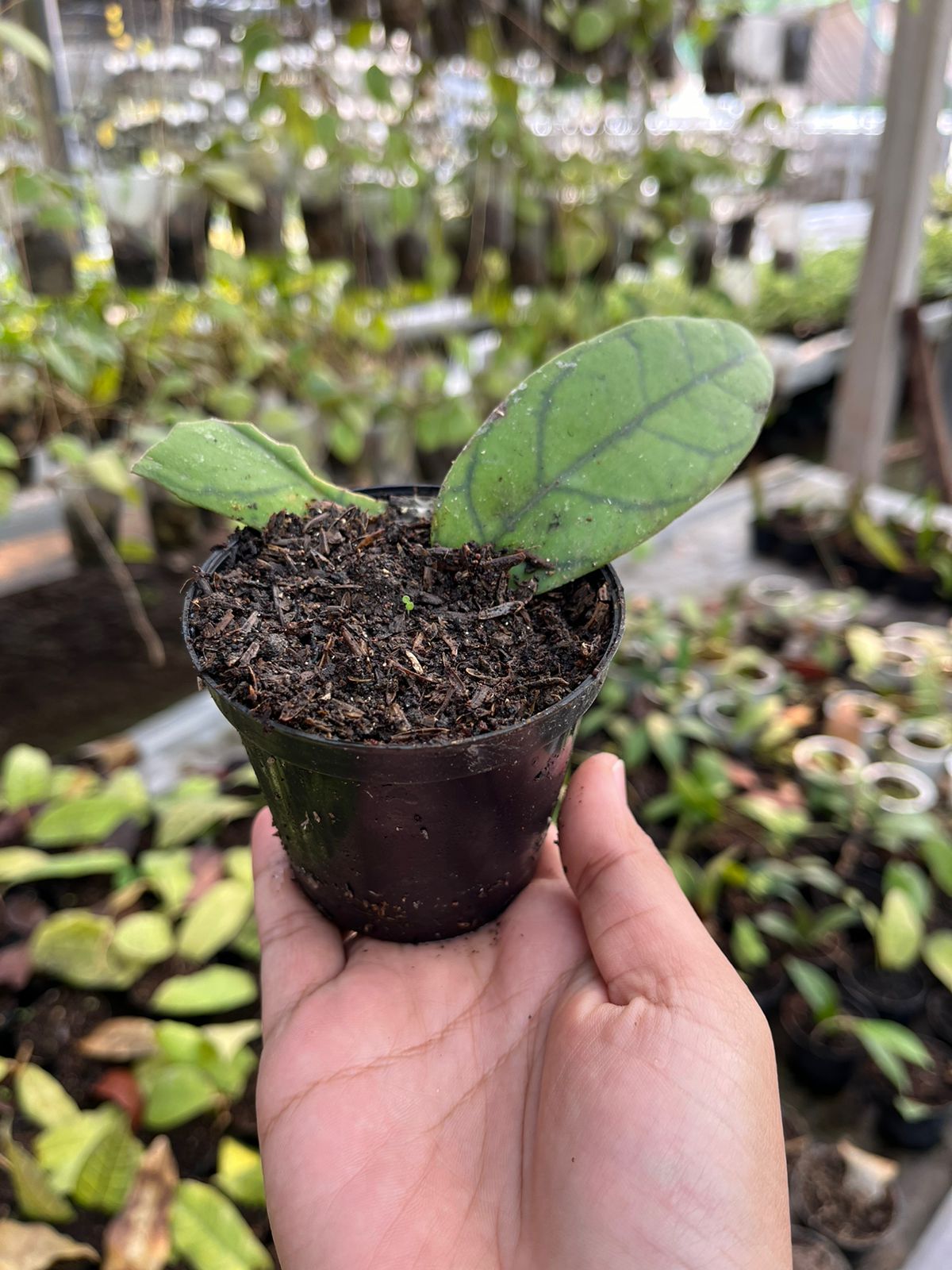 Hoya Gunung Gading 2-3 Leaves