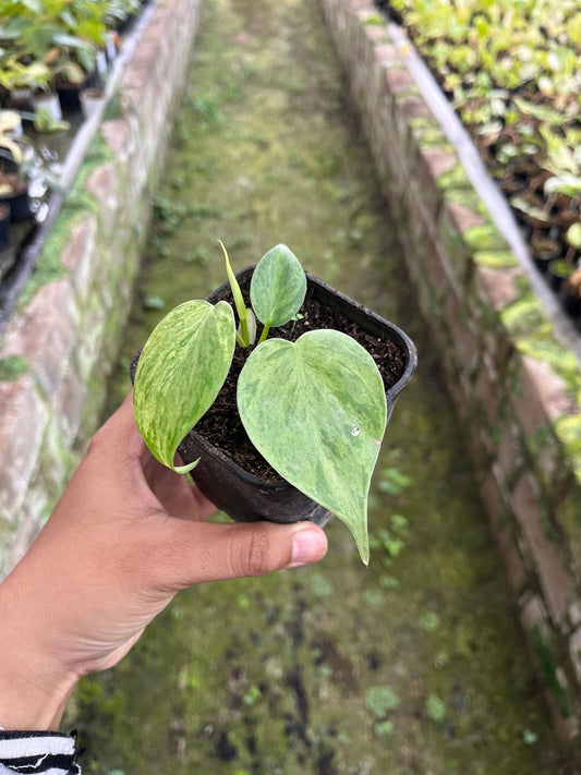 Philodendron Hederaceum Variegated 2-3 Leaves