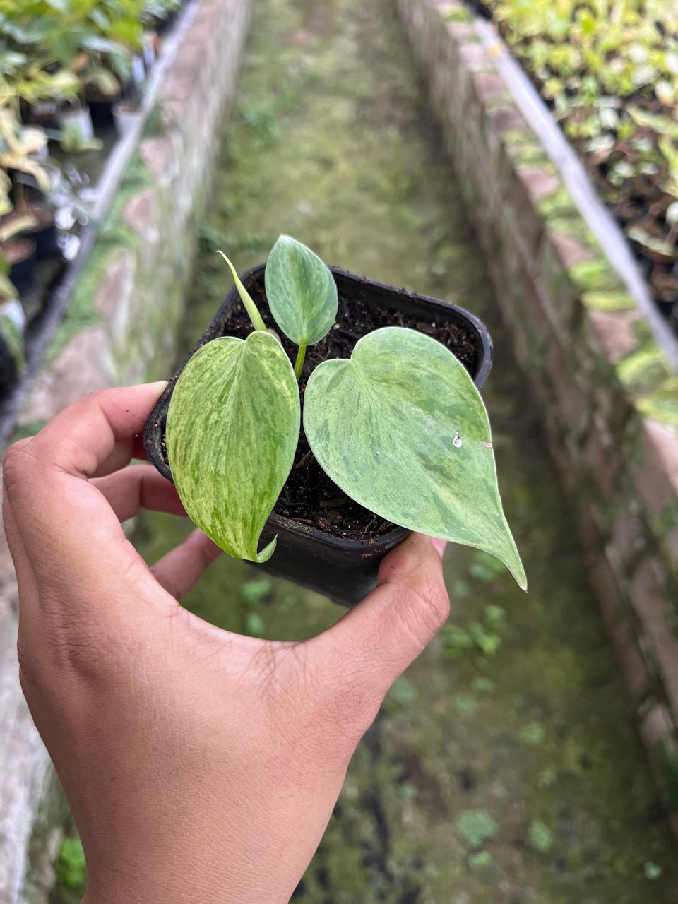 Philodendron Hederaceum Variegated 2-3 Leaves