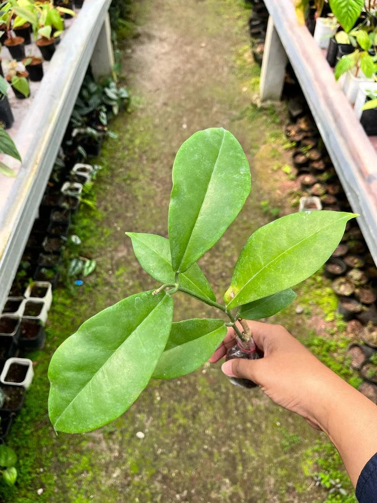 Hoya Albiflora 2-4 Leaves