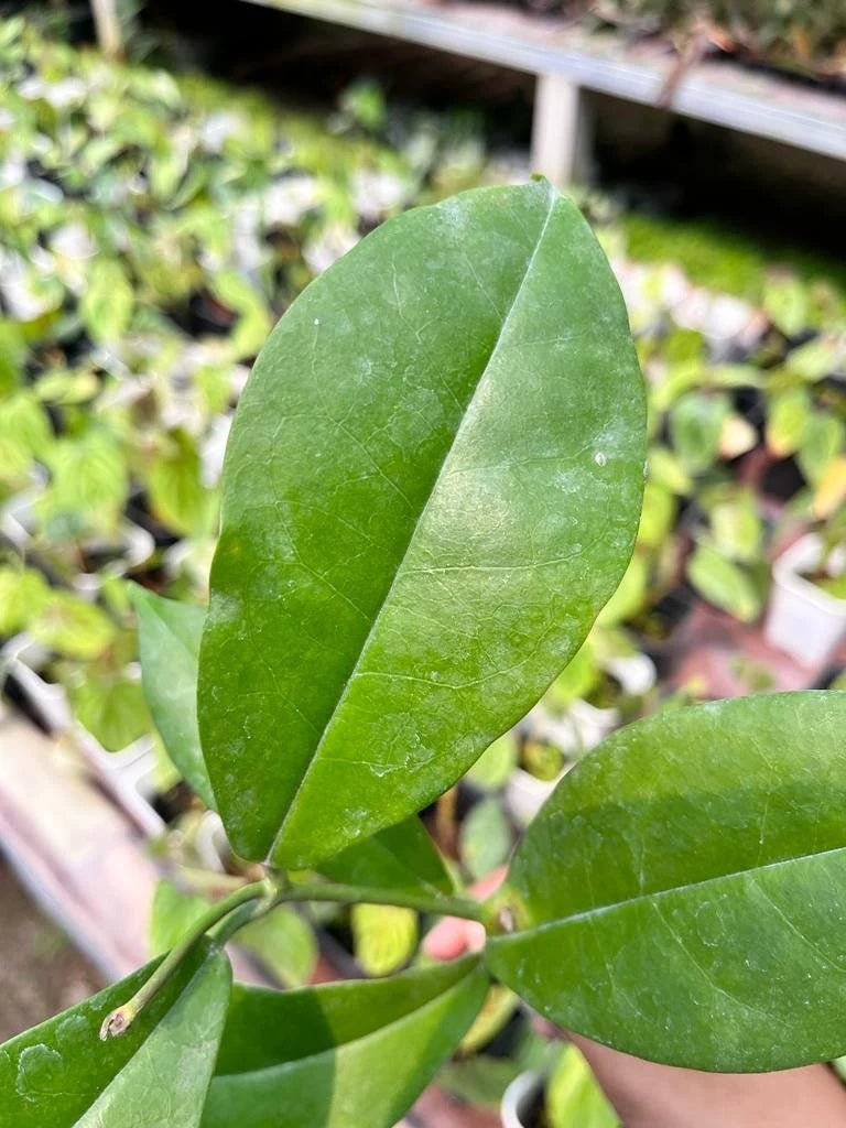 Hoya Albiflora 2-4 Leaves
