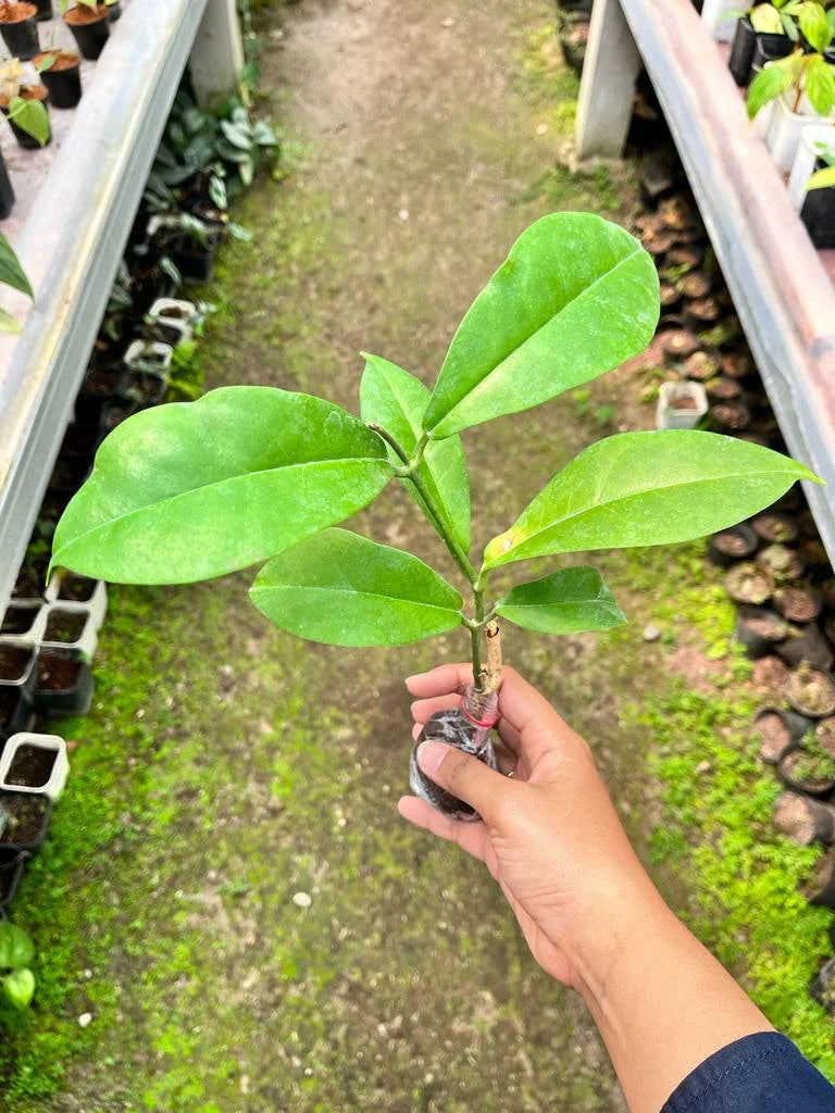 Hoya Albiflora 2-4 Leaves