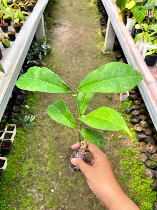 Hoya Albiflora 2-4 Leaves