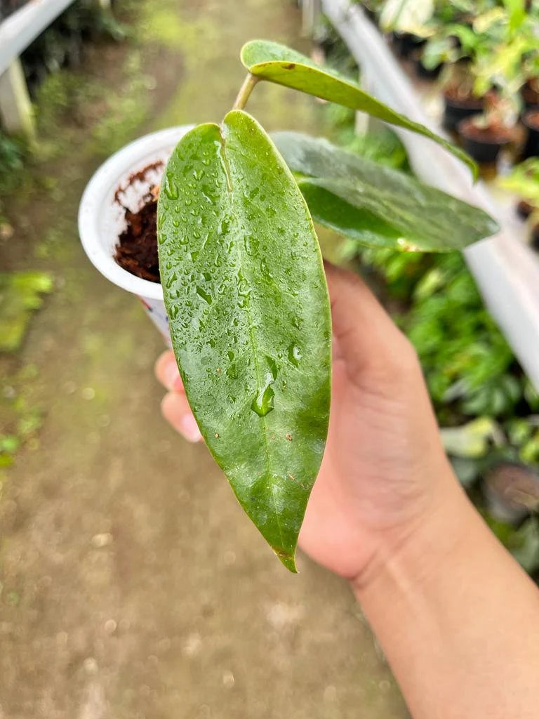 Hoya Archibuldiana 2-3 Leaves
