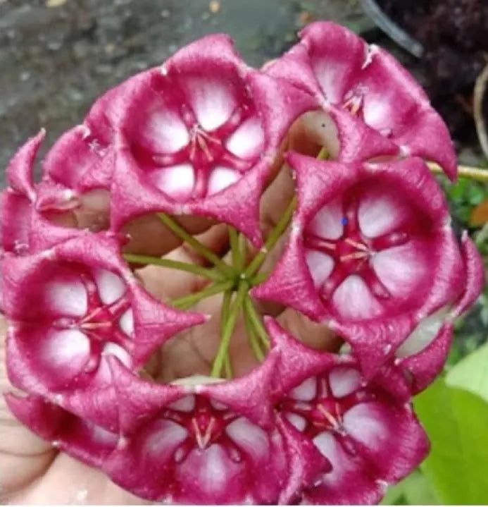 Hoya Archibuldiana 2-3 Leaves