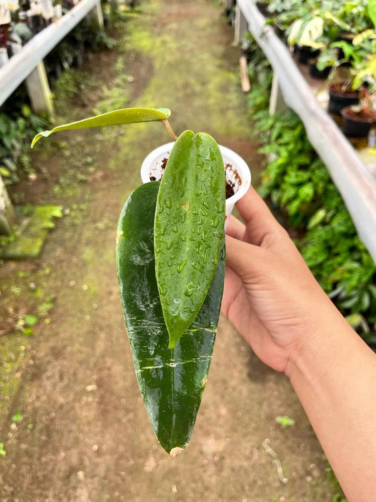 Hoya Archibuldiana 2-3 Leaves
