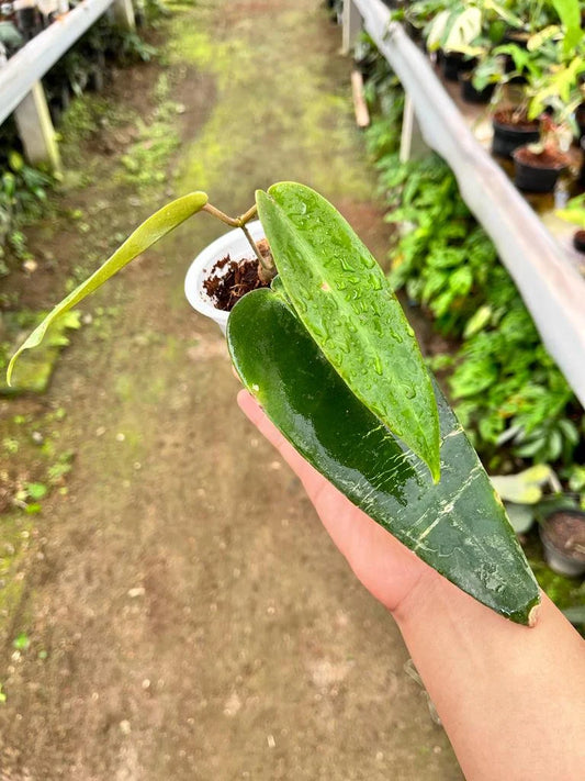 Hoya Archibuldiana 2-3 Leaves