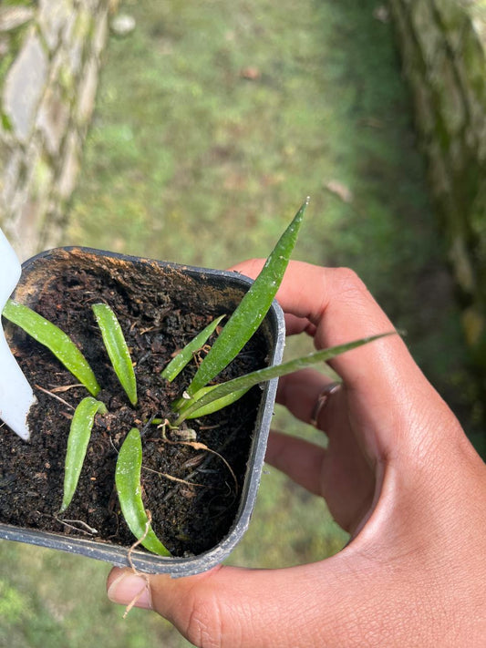 Hoya Acicuralis Whole Plant