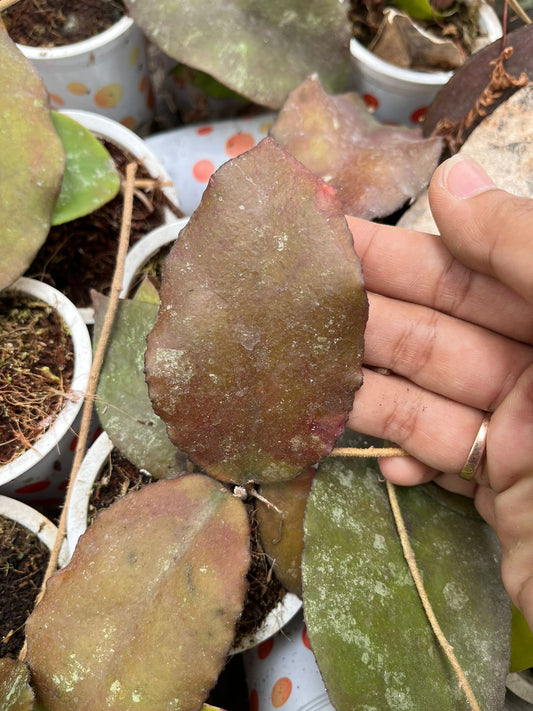 Hoya Caudata Red 2-3 Leaves