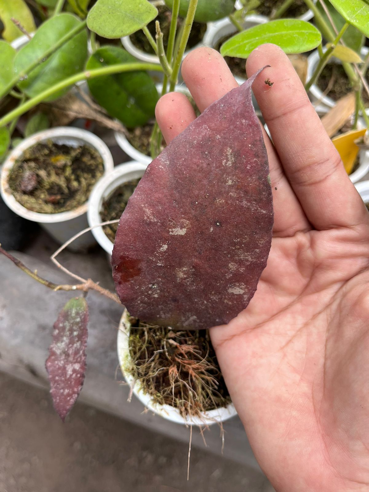 Hoya Caudata Red 2-3 Leaves