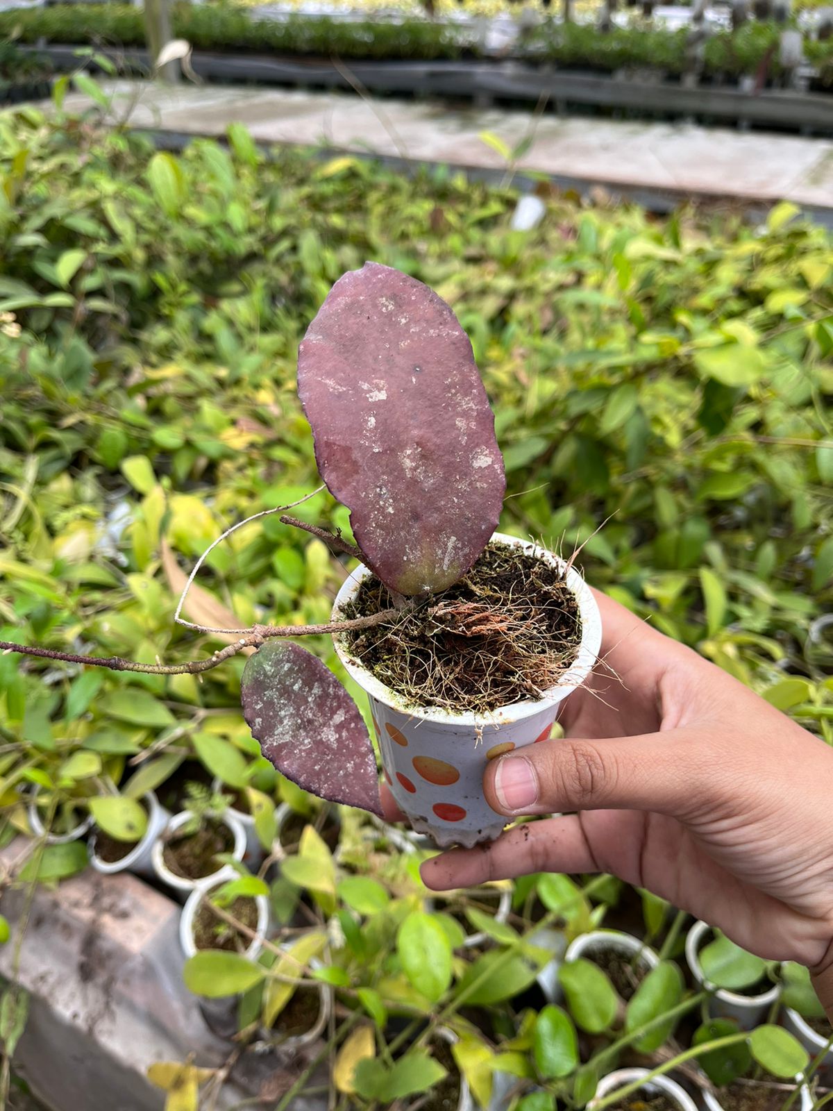 Hoya Caudata Red 2-3 Leaves