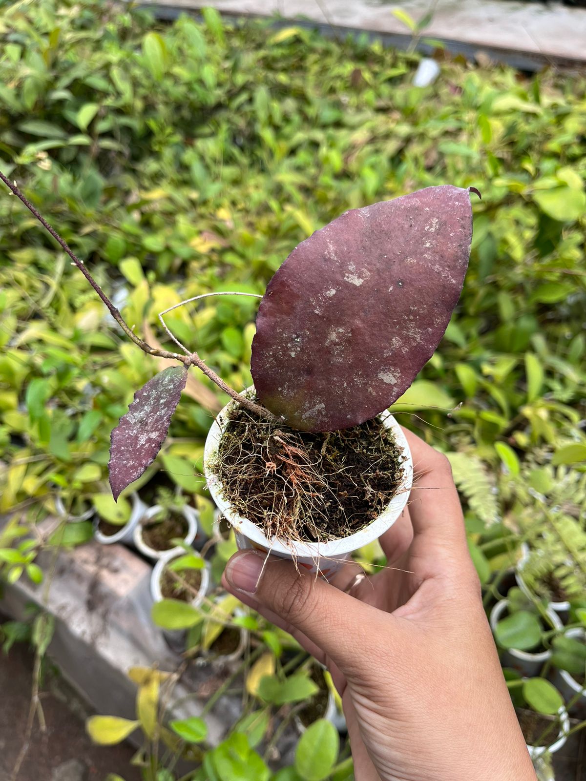 Hoya Caudata Red 2-3 Leaves