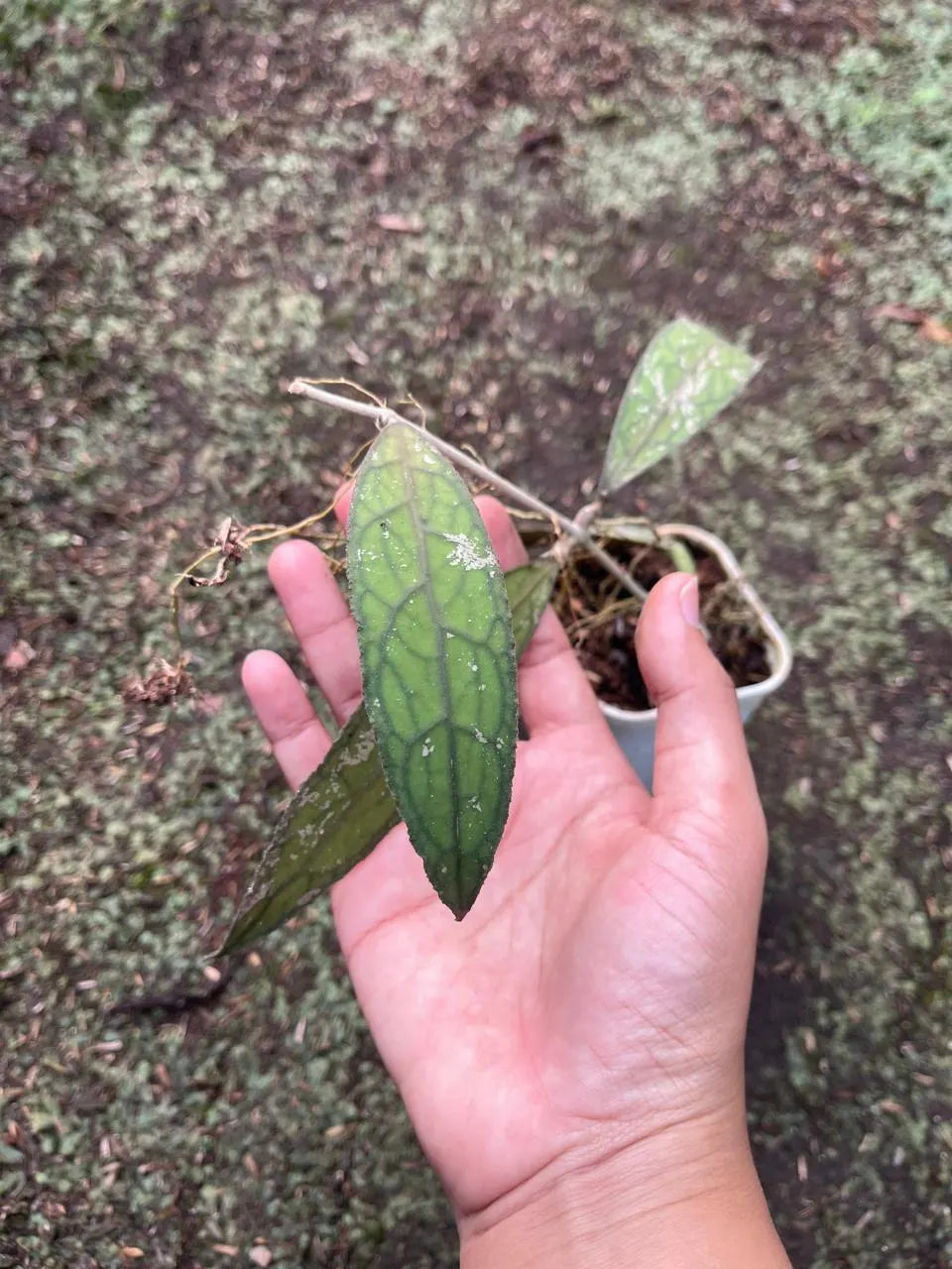 Hoya Clemensiorum Aceh 2-3 Leaves