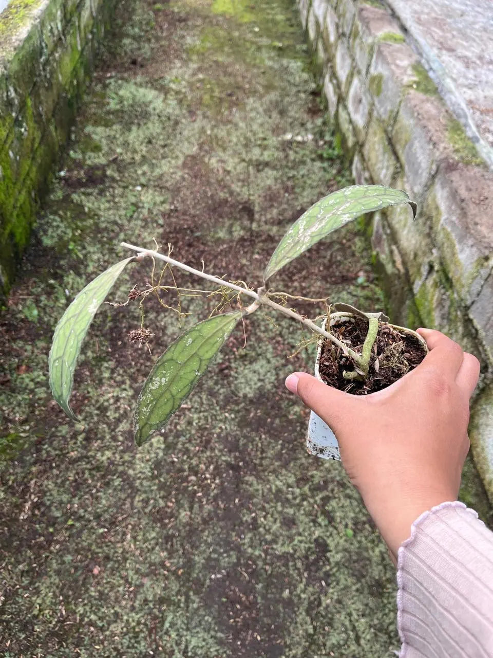 Hoya Clemensiorum Aceh 2-3 Leaves