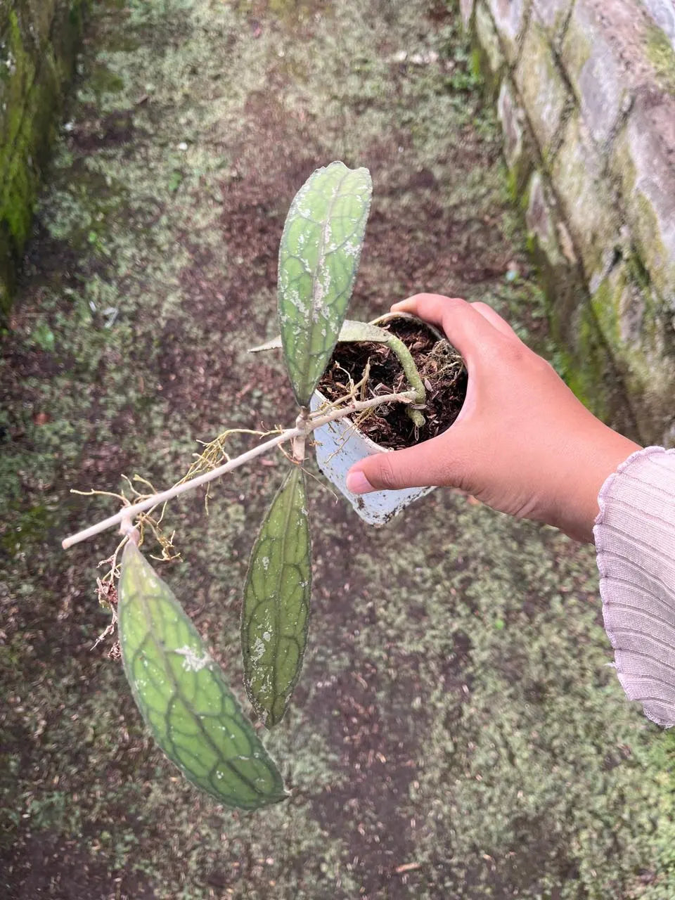 Hoya Clemensiorum Aceh 2-3 Leaves