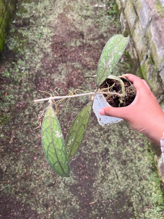 Hoya Clemensiorum Aceh 2-3 Leaves