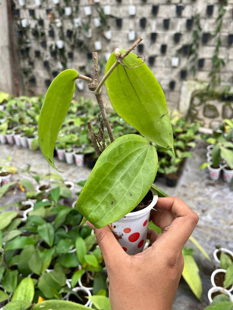 Hoya Folistachya 2-3 Leaves