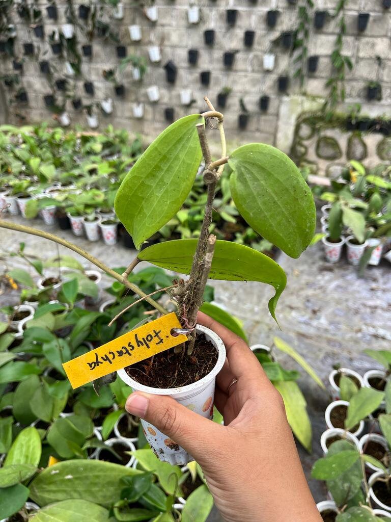 Hoya Folistachya 2-3 Leaves
