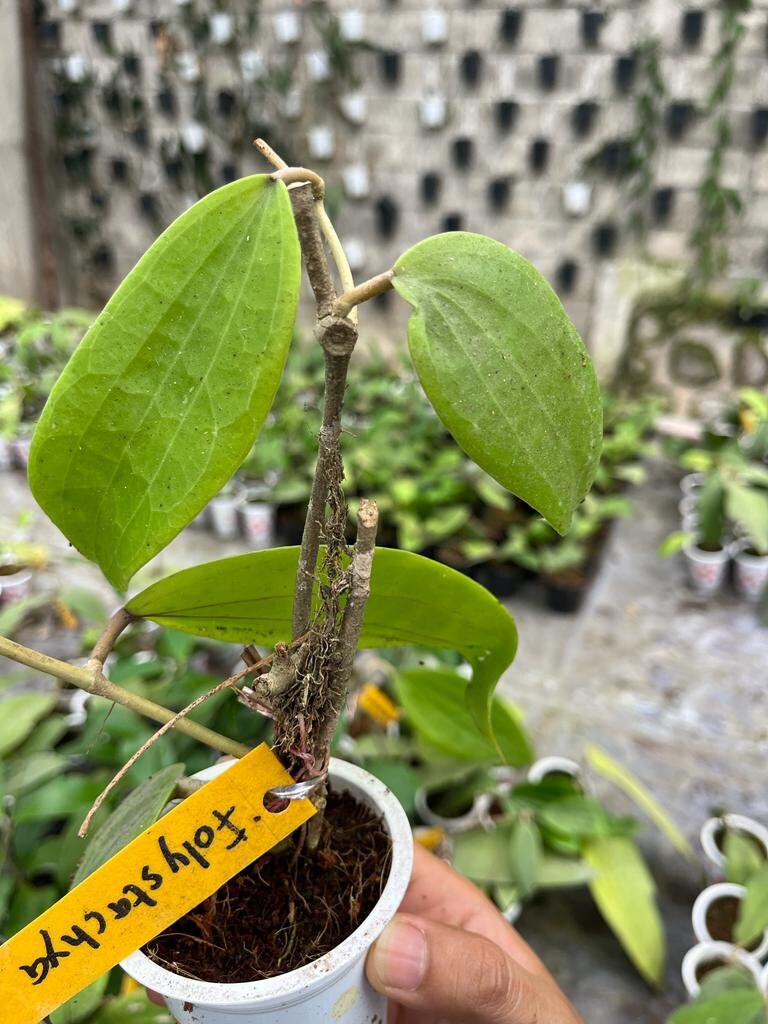 Hoya Folistachya 2-3 Leaves