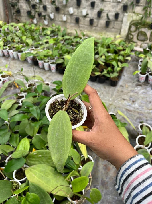 Hoya Folistachya 2-3 Leaves