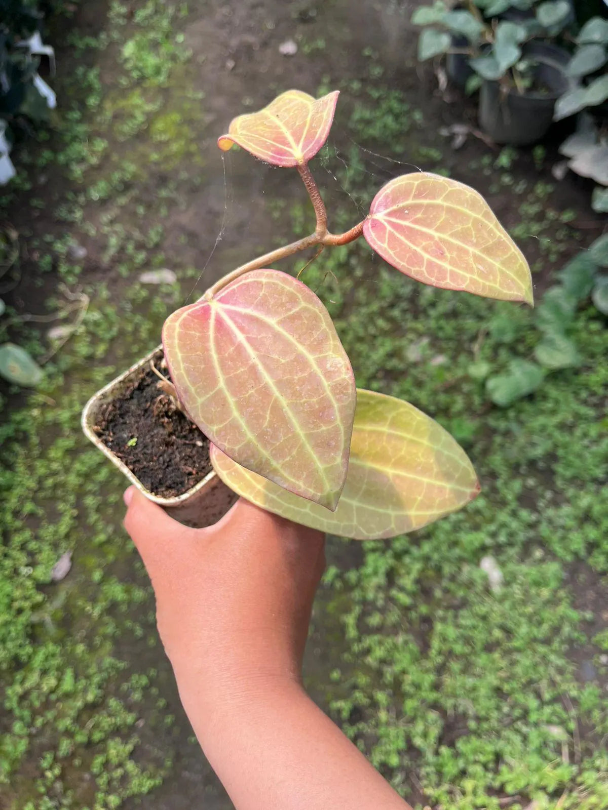 Hoya Macrophylla Red 2-3 Leaves