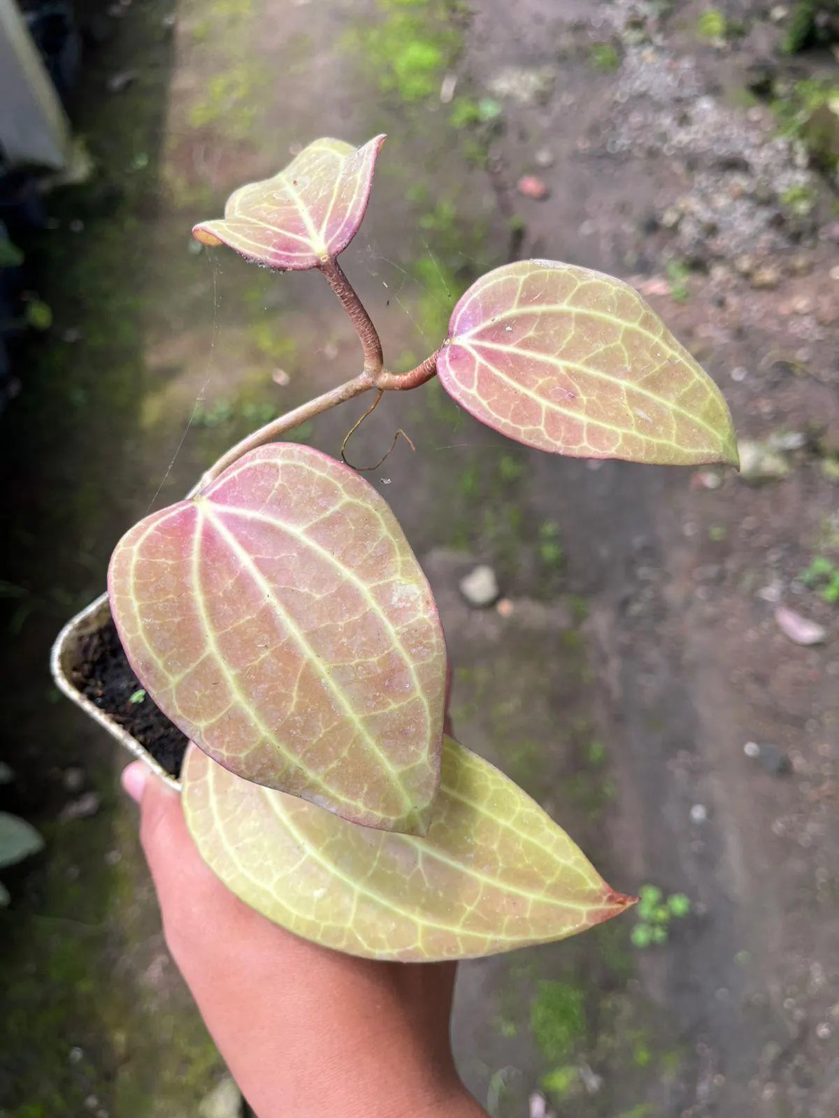 Hoya Macrophylla Red 2-3 Leaves
