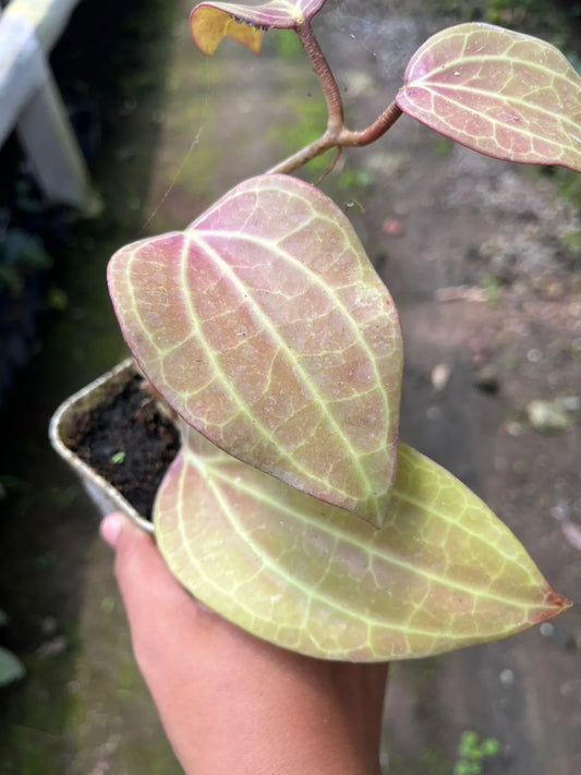 Hoya Macrophylla Red 2-3 Leaves