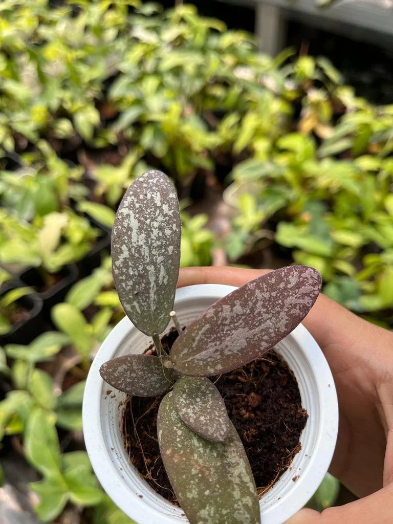 Hoya Sigilatis Splash Whole Plant