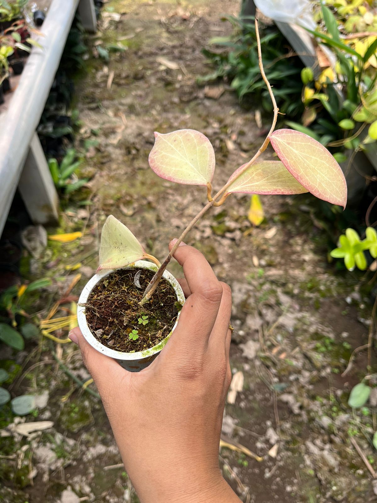 Hoya Sp Mamasa Red 2-4 Leaves
